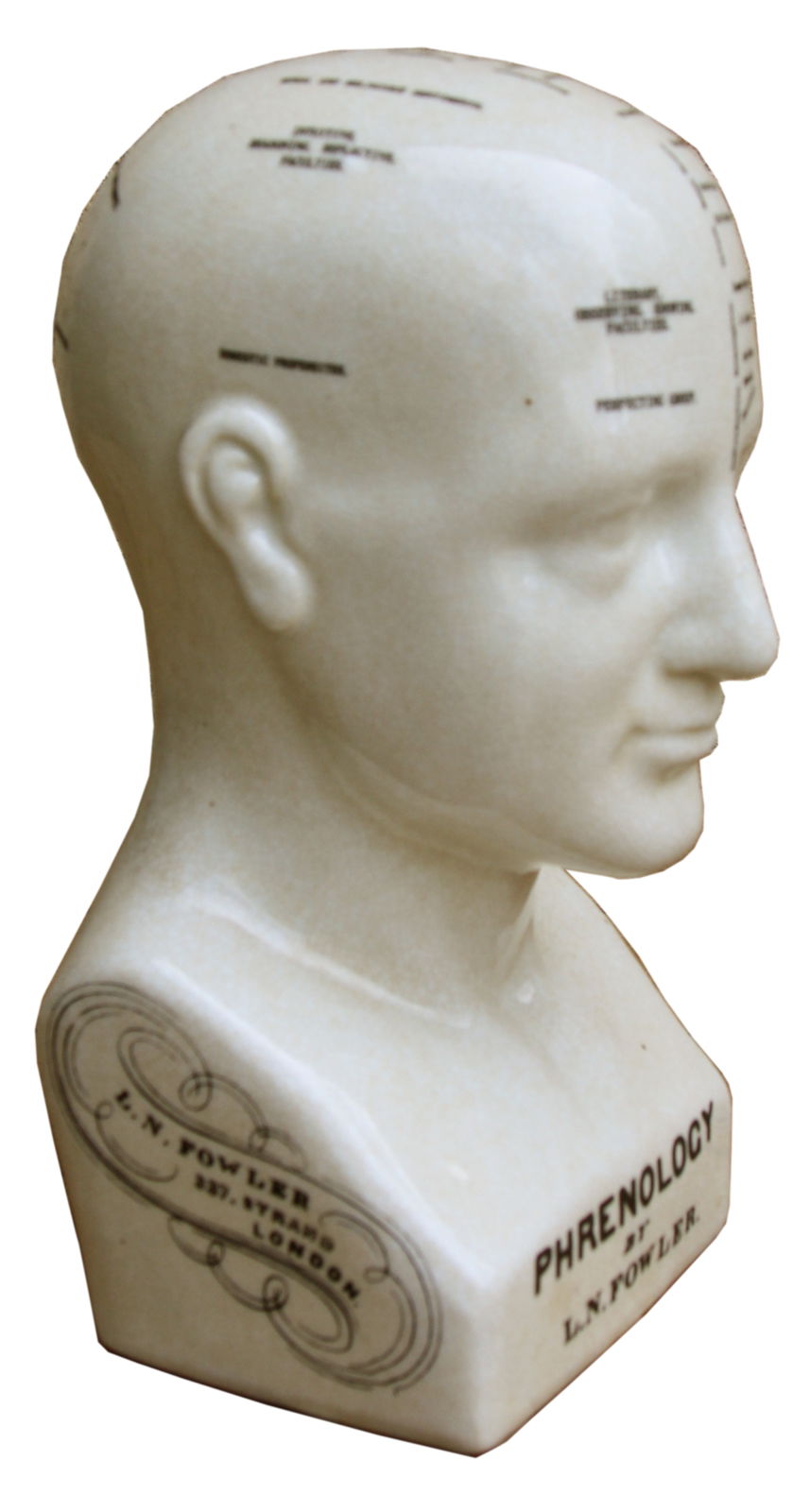 Medium Ceramic Phrenology Head, 25cm Medium Ceramic Phrenology Head, 25cm