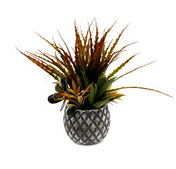 Succulents in Small Lattice Design Grey Pot Succulents in Small Lattice Design Grey Pot