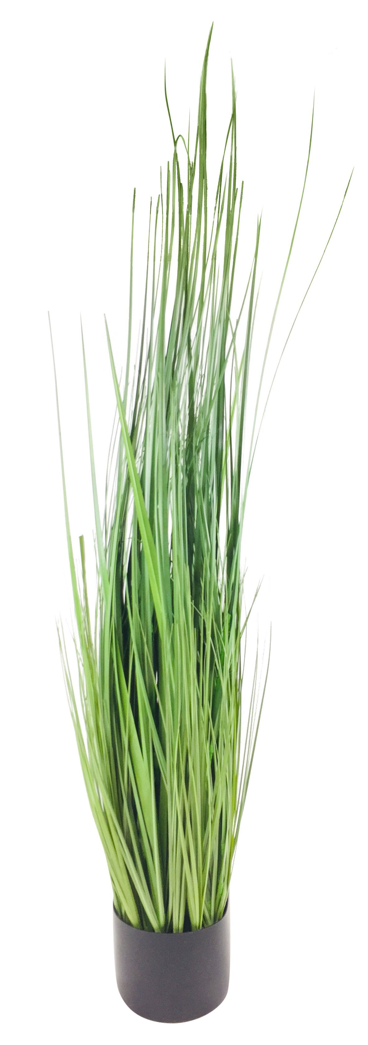 Onion Grass With Pot 113cm Onion Grass With Pot 113cm