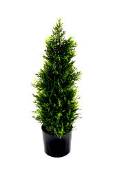 Cedar Topiary 58cm Cedar Topiary 58cm