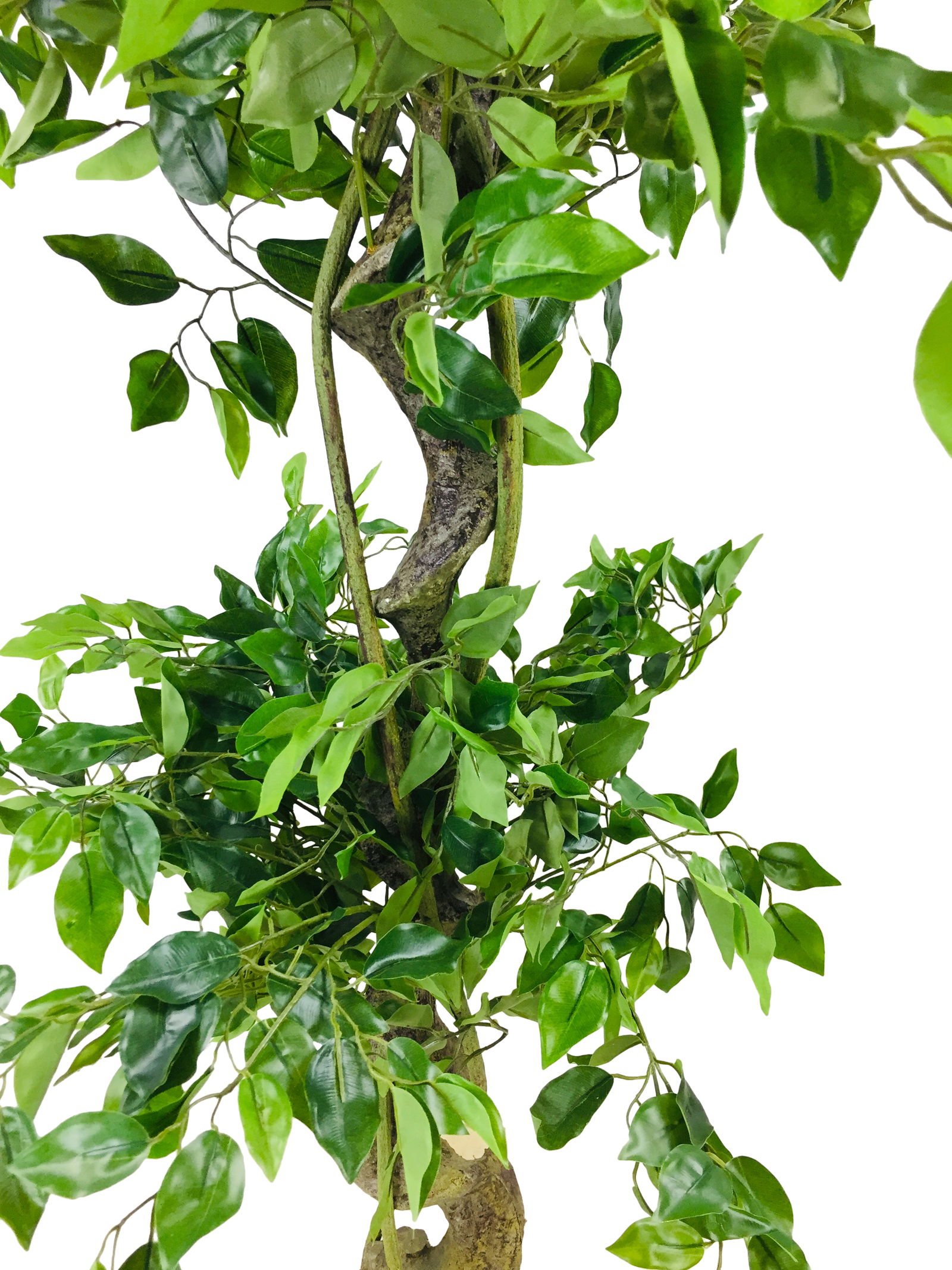 Artificial Ficus Tree With Twisted Trunk 145cm Artificial Ficus Tree With Twisted Trunk 145cm
