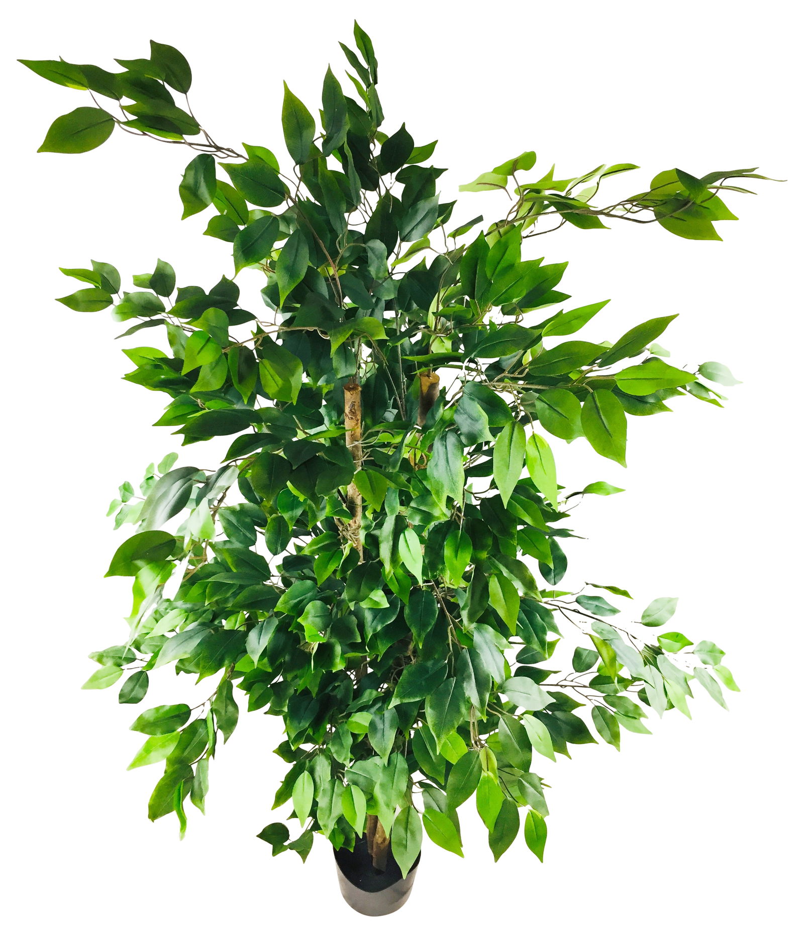 Artificial Ficus Tree With Pot 1.8m Artificial Ficus Tree With Pot 1.8m