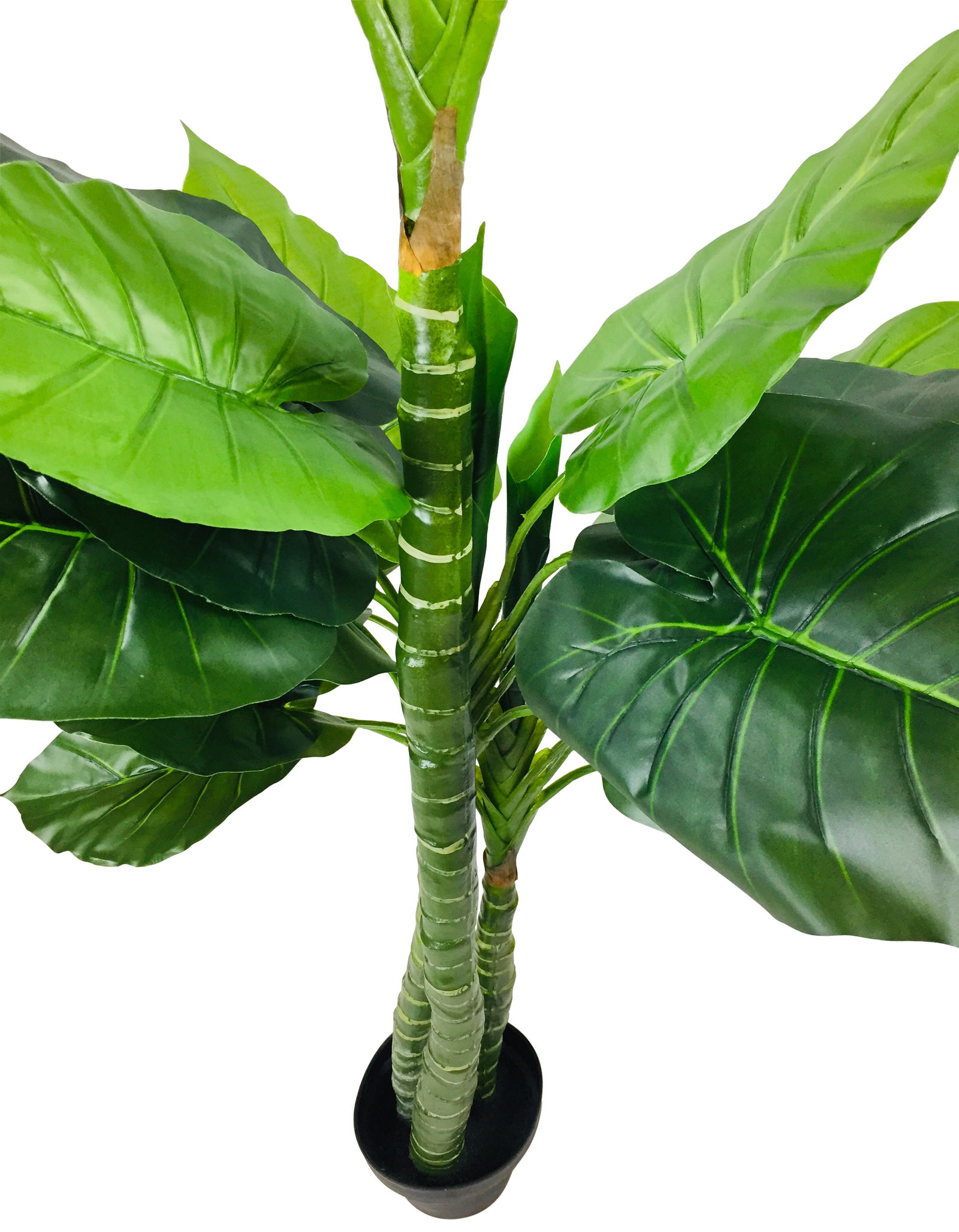 Artificial Taro Tree With 3 Trunks 150cm Artificial Taro Tree With 3 Trunks 150cm