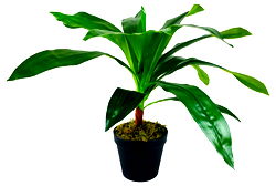 Artificial Dracaena Plant 48cm Artificial Dracaena Plant 48cm