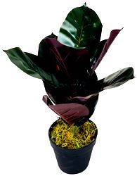 Artificial Rubber Plant 41cm Artificial Rubber Plant 41cm