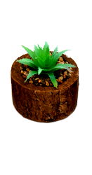 Bark Effect Pot and Succulent Bark Effect Pot and Succulent