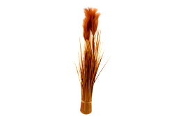 Natural Dried Pampas Natural Dried Pampas