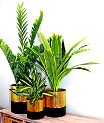 Gold and Black Set Of Three Ribbed Metal Planters Gold and Black Set Of Three Ribbed Metal Planters