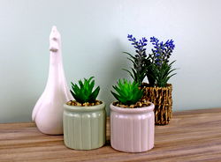 Set of Two Succulents In Ceramic Pots Set of Two Succulents In Ceramic Pots