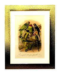 Beaten Gold Coloured Framed Bird Print - Parakeets Beaten Gold Coloured Framed Bird Print - Parakeets