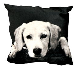 Monochrome Dog Cushion - Labrador Monochrome Dog Cushion - Labrador