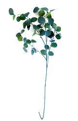 Blue Eucalyptus Stem 90cm Blue Eucalyptus Stem 90cm