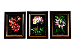 Botanical Framed Print 25cm Botanical Framed Print 25cm