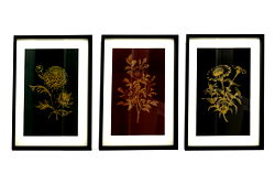 Set of 3 Luxe Flower Framed Prints 40cm Set of 3 Luxe Flower Framed Prints 40cm